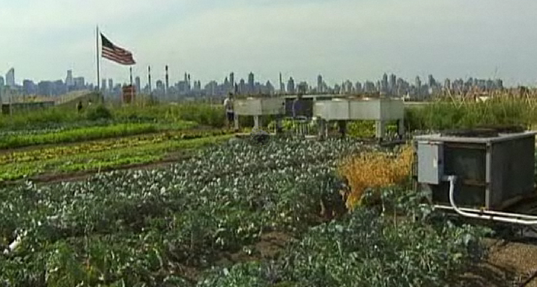 Roof top farming in the big apple